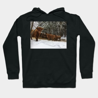 Scottish Highland Cattle Cows and Calves 1871 Hoodie